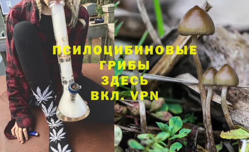 купить наркотики цена  Гаврилов-Ям  Псилоцибиновые грибы Magic Shrooms 